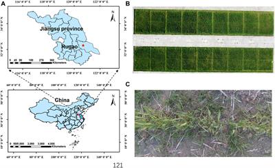 Multi-Modal Deep Learning for Weeds Detection in Wheat Field Based on RGB-D Images
